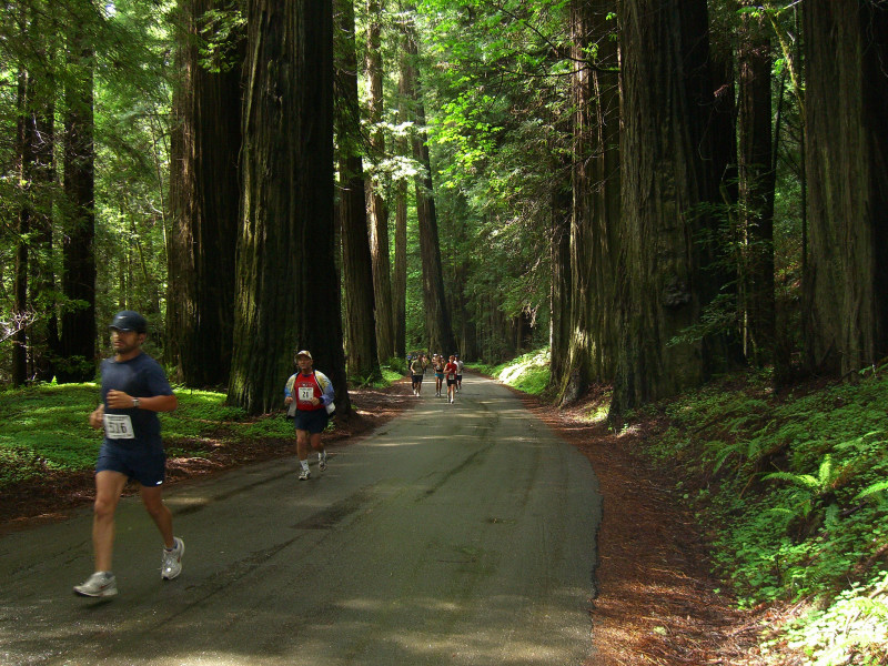 Ave of the Giants Marathon & Half Marathon
